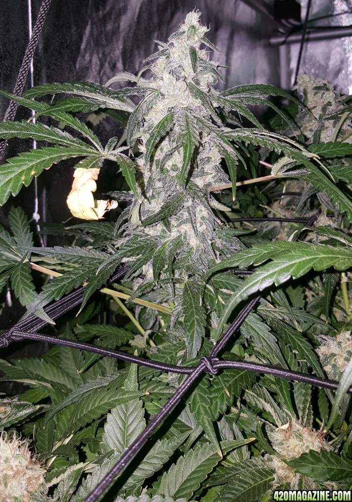 Super Skunk day 50