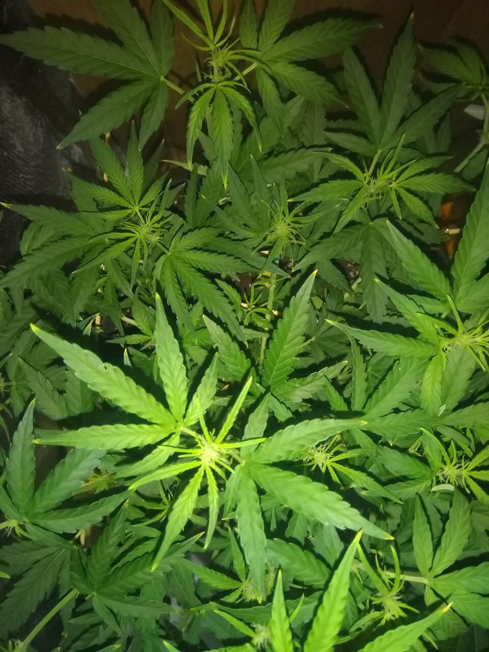 super skunk seedstockers