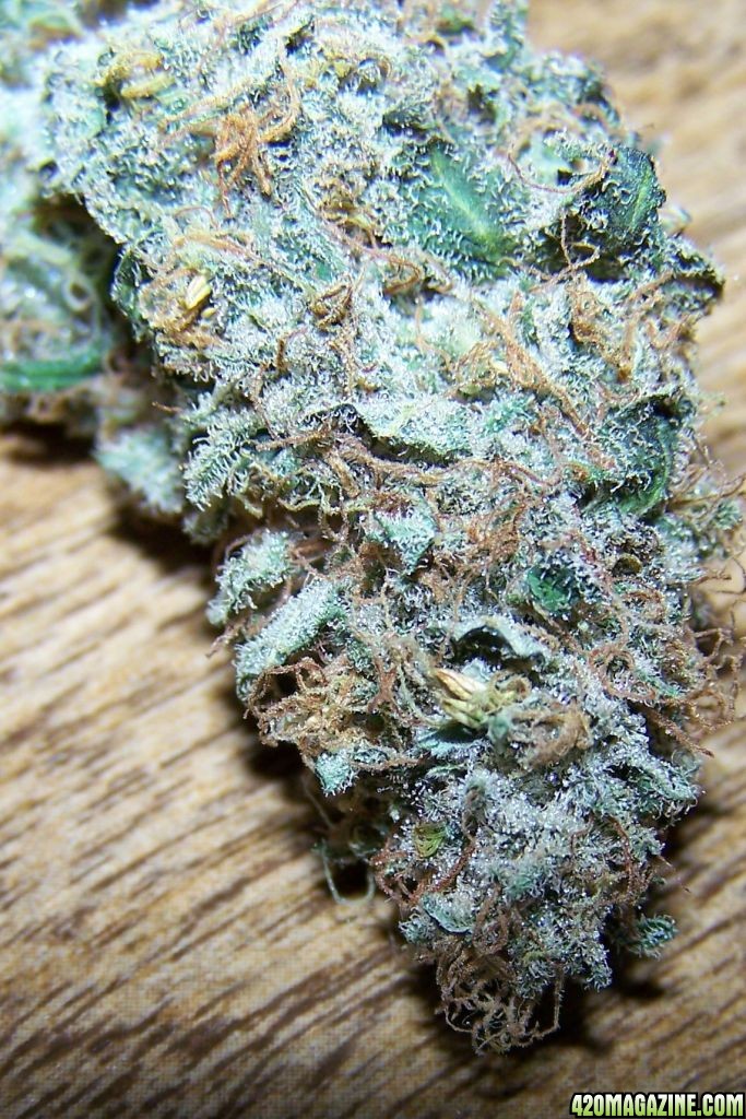 SUPER SKUNK