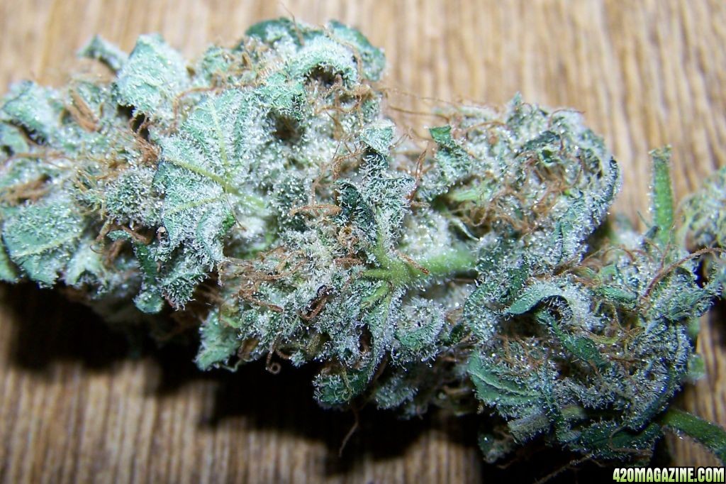 SUPER SKUNK