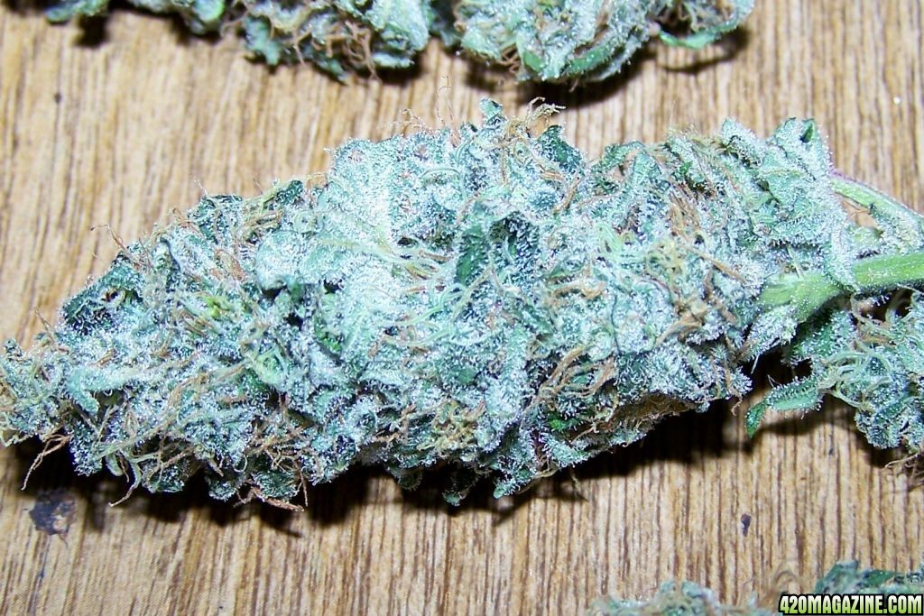 SUPER SKUNK