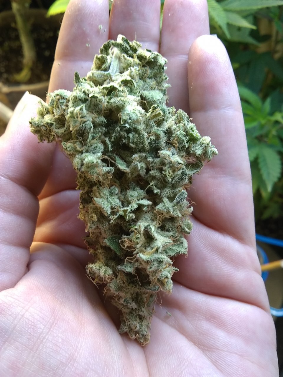 Super Skunk