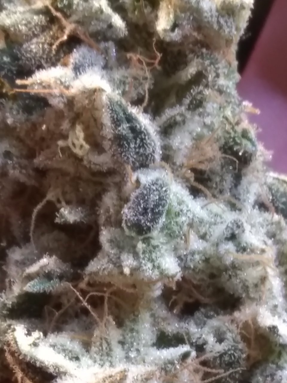 Super Skunk