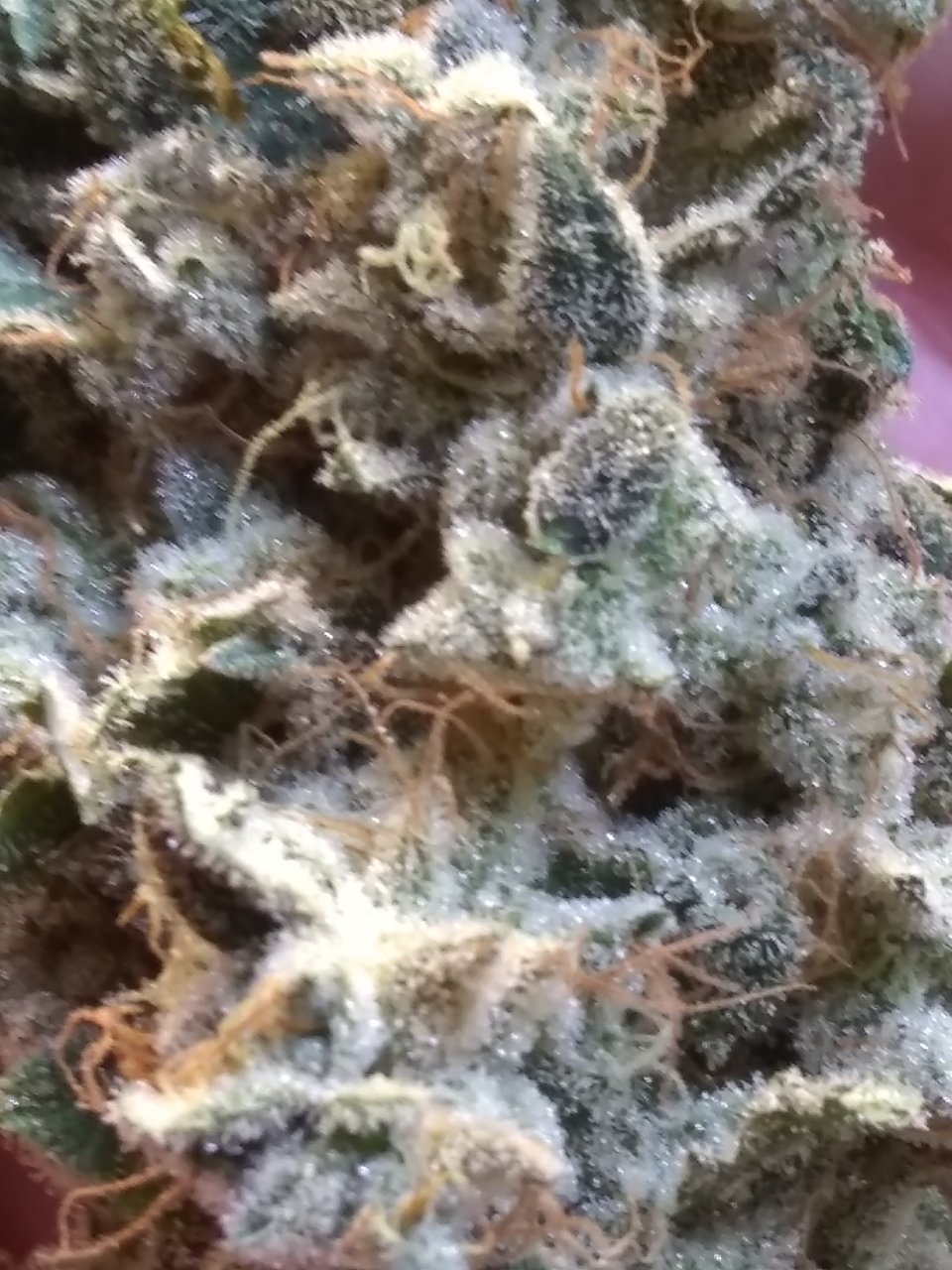 Super Skunk