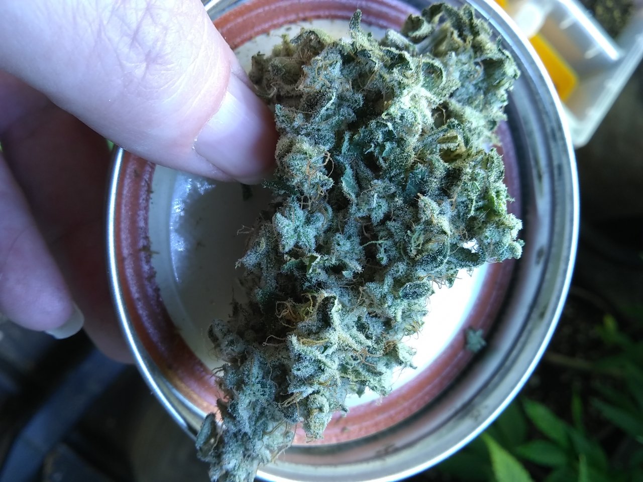 Super Skunk