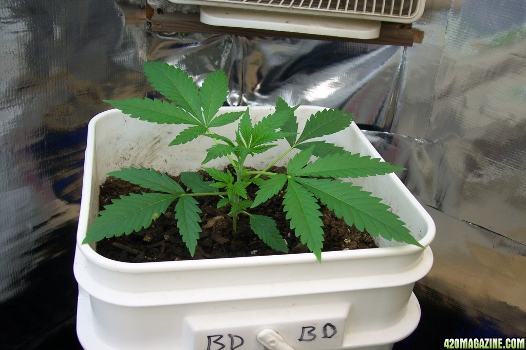 Super_Lemon_Haze 21 days old