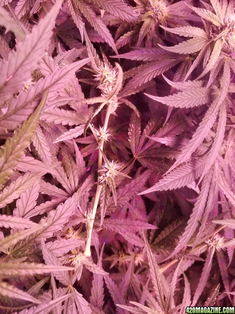 supercrop 5 weeks in flower