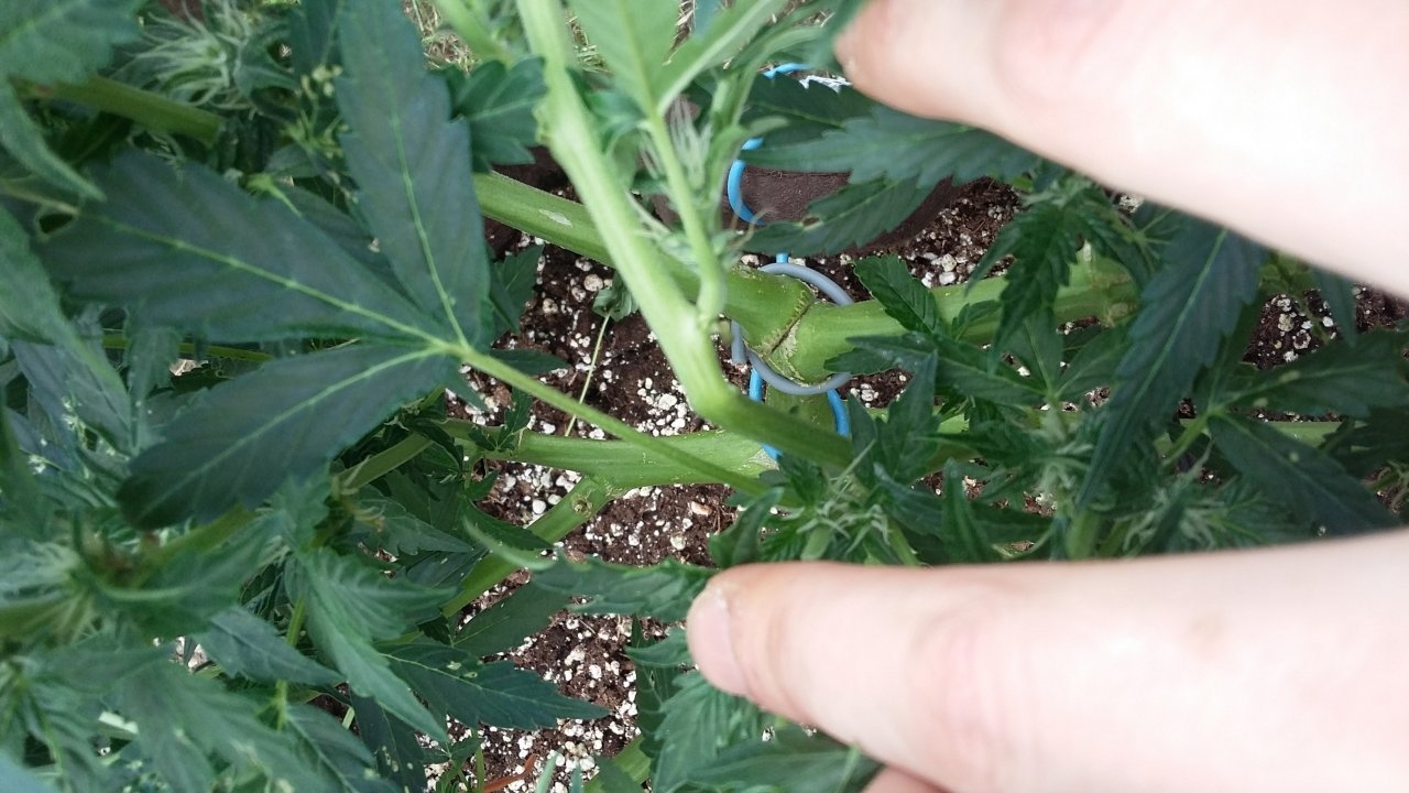 Supercrop branch