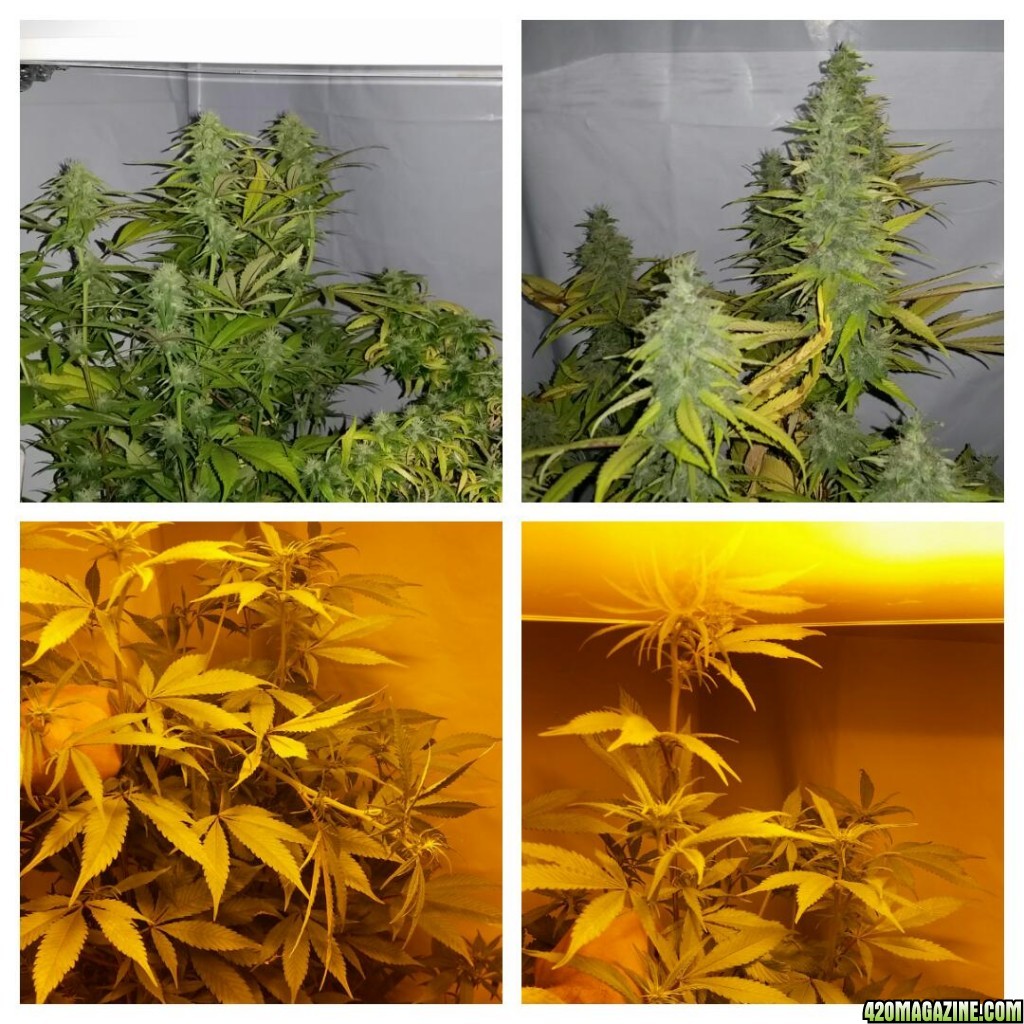 Supercrop in flower