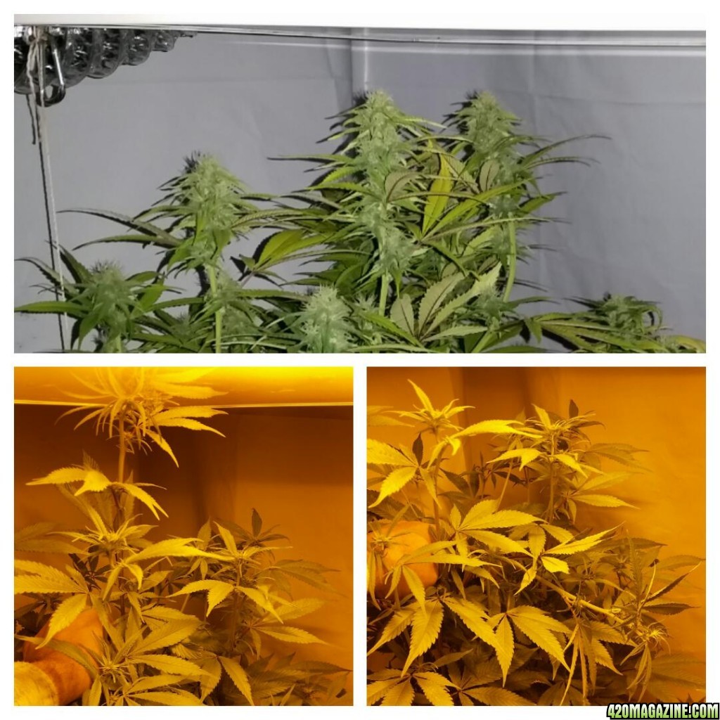 Supercrop in flower