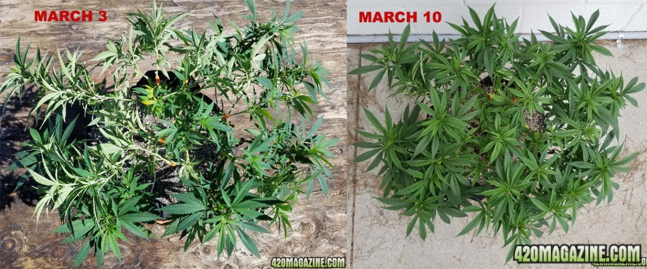 Supercrop-one-week-later.jpg