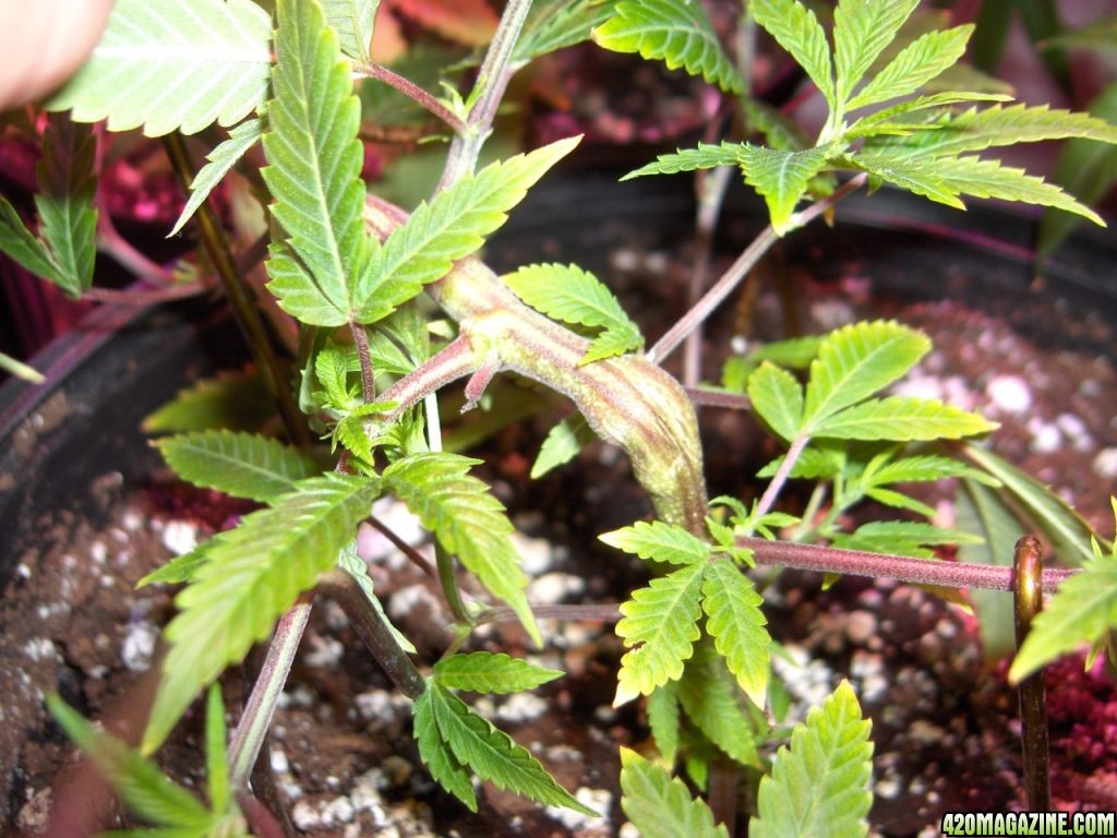 supercropped lst