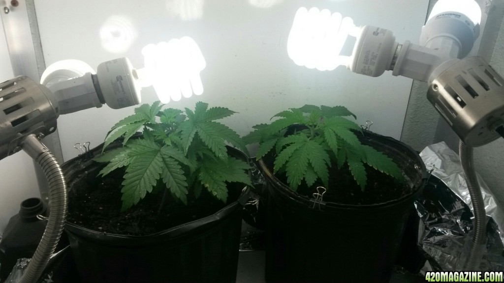 Supergroomer Grow