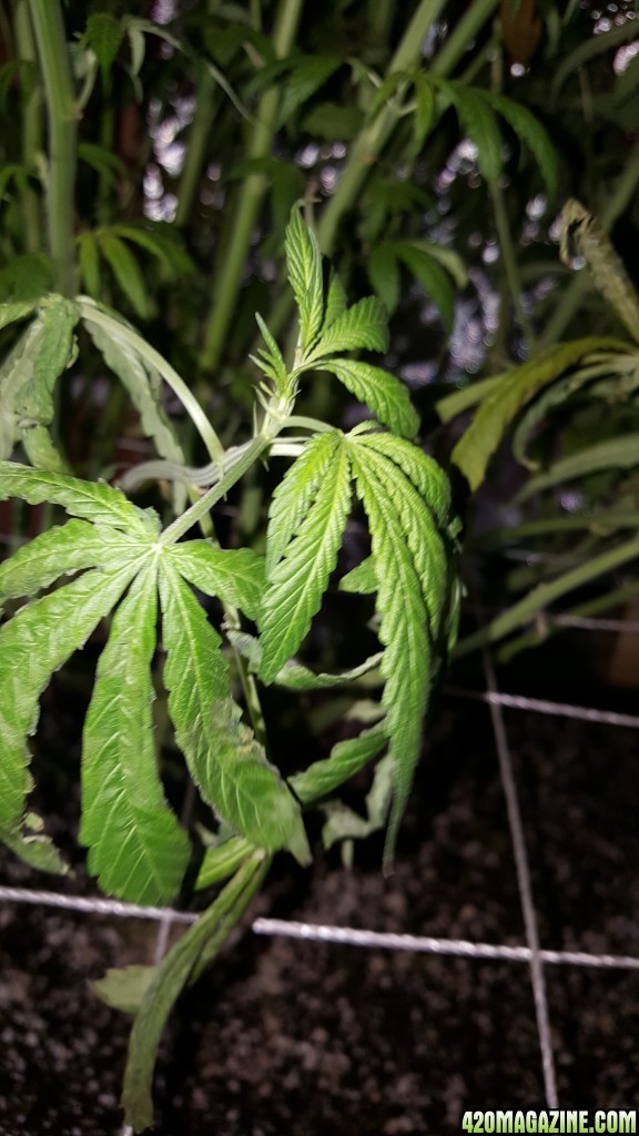 Supreme CBD Kush troubles