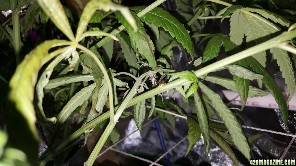 Supreme CBD Kush troubles