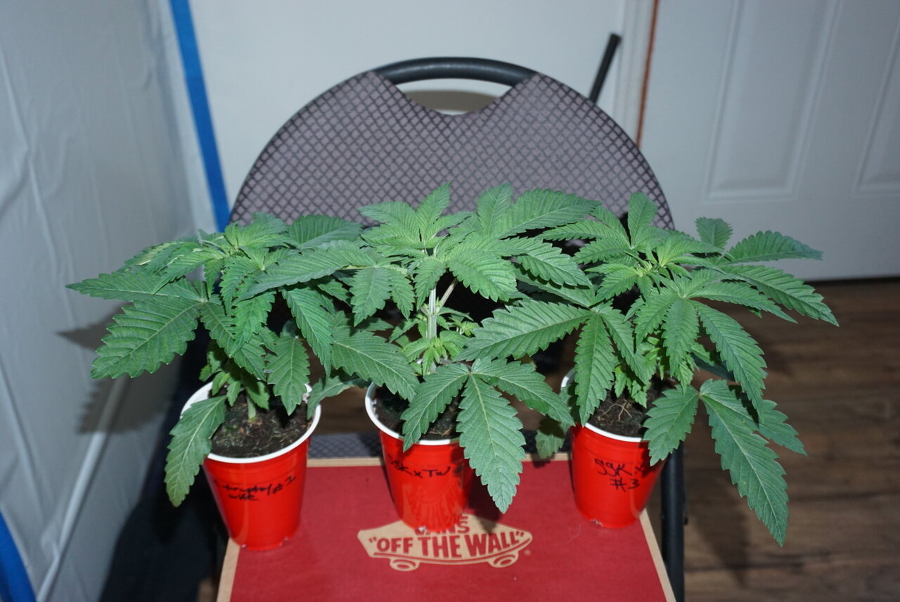 Surfr seeds “sunkissed” sour strawberry kush x trophy wife