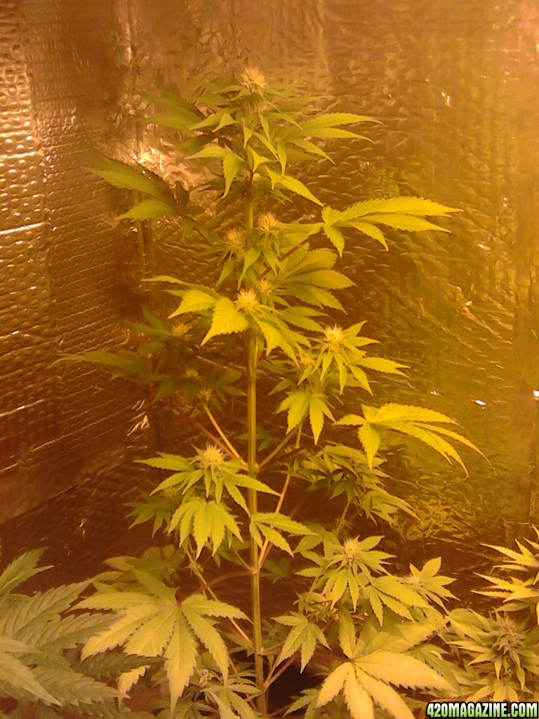 surprise mix week 4 flower