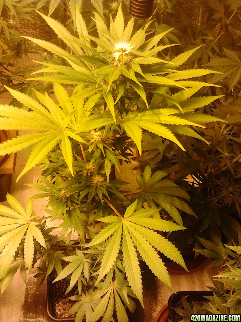 surprise mix week 4 flower