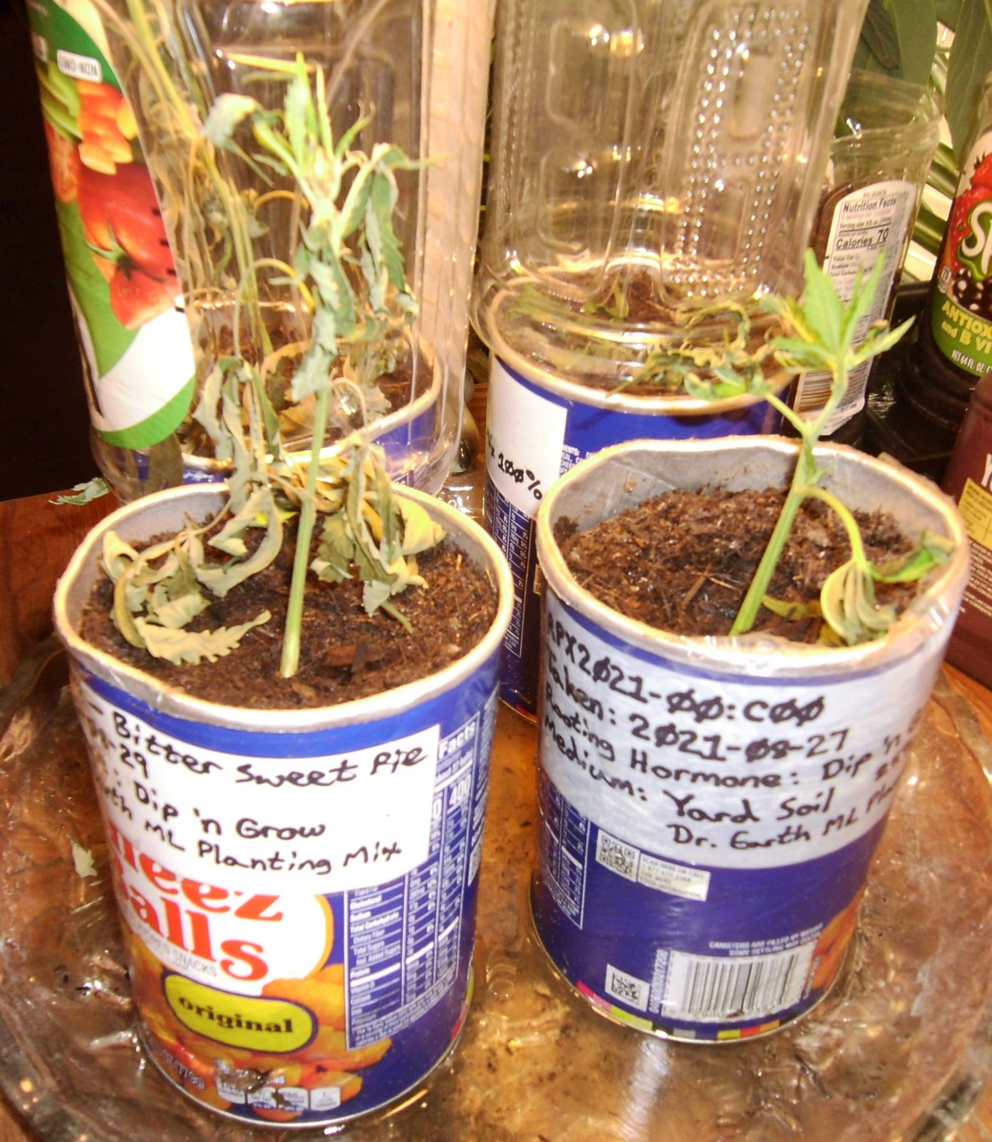 Surviving Cuttings-1.JPG