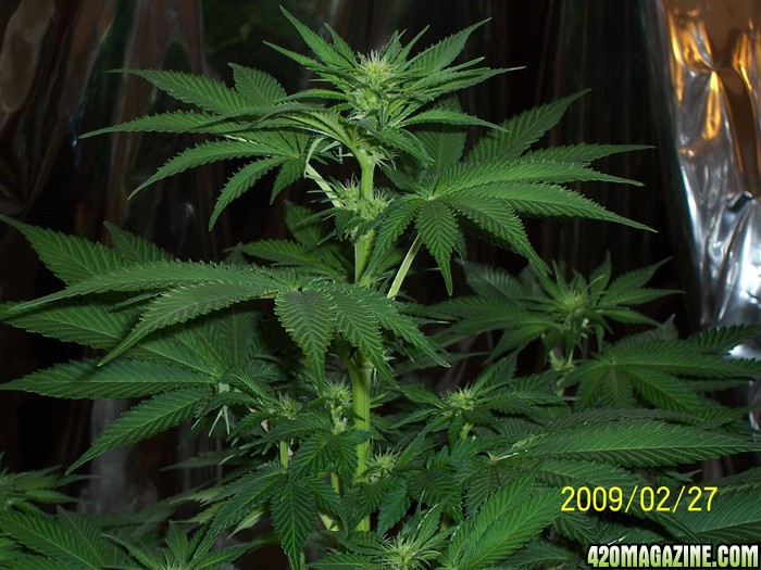 SW-day16flower2