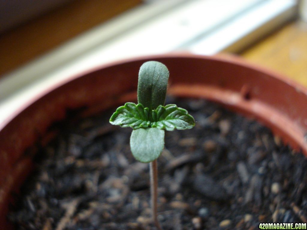 Swahili haze seedling