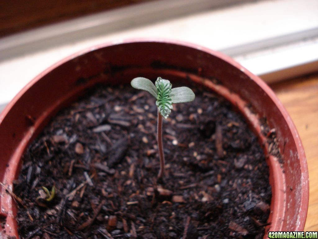 swahili haze seedling