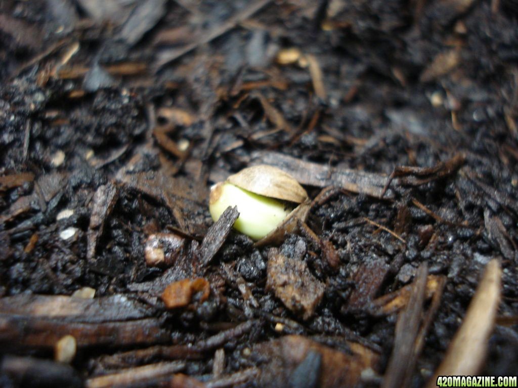 SWAHILI HAZE SEEDS SPROUTING