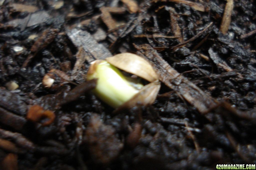 SWAHILI HAZE SEEDS SPROUTING