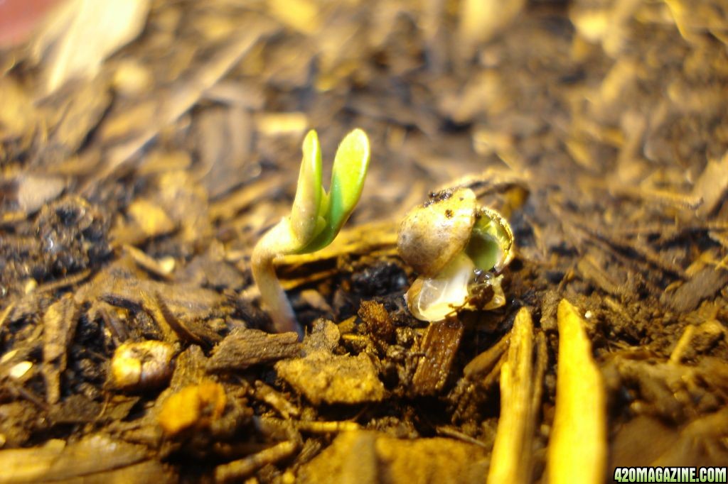 SWAHILI HAZE SEEDS SPROUTING