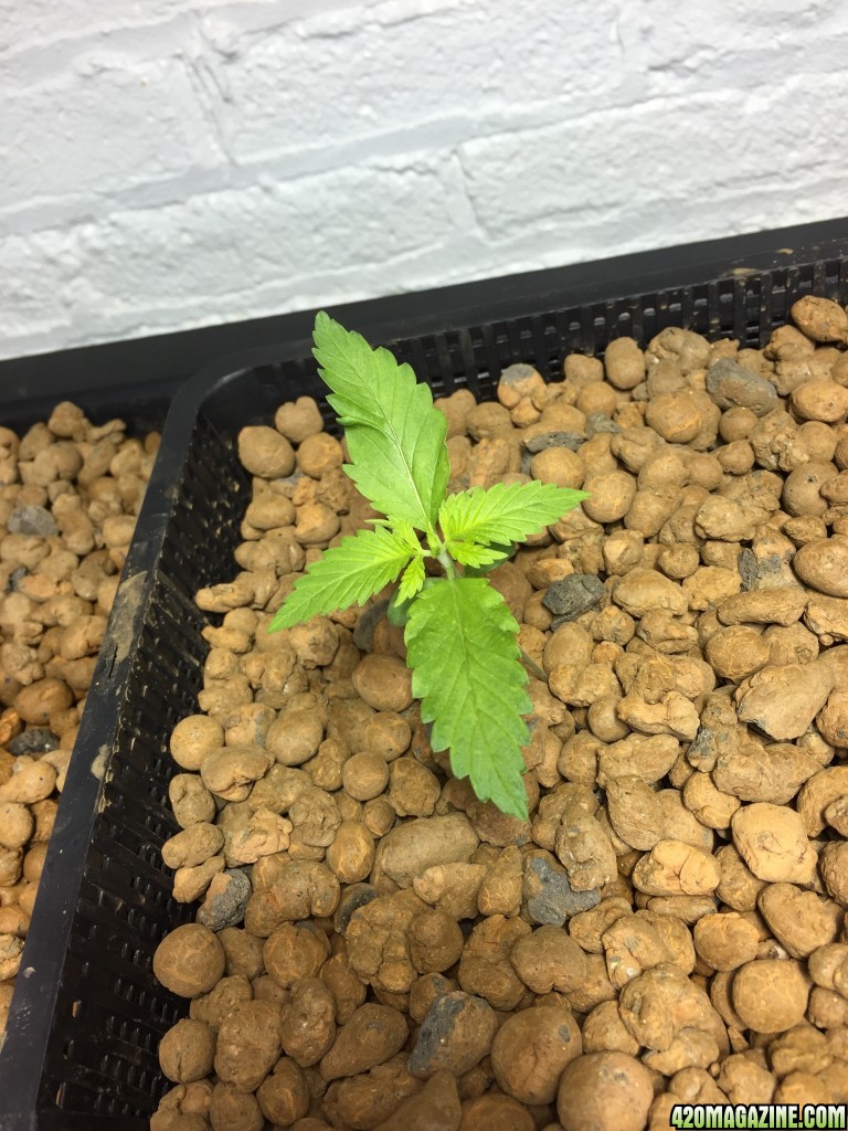 Sweet and Sour Widow week 2