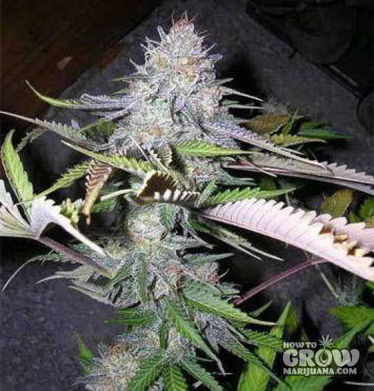 Sweet-Black-Jack-Feminized-Seeds.jpg