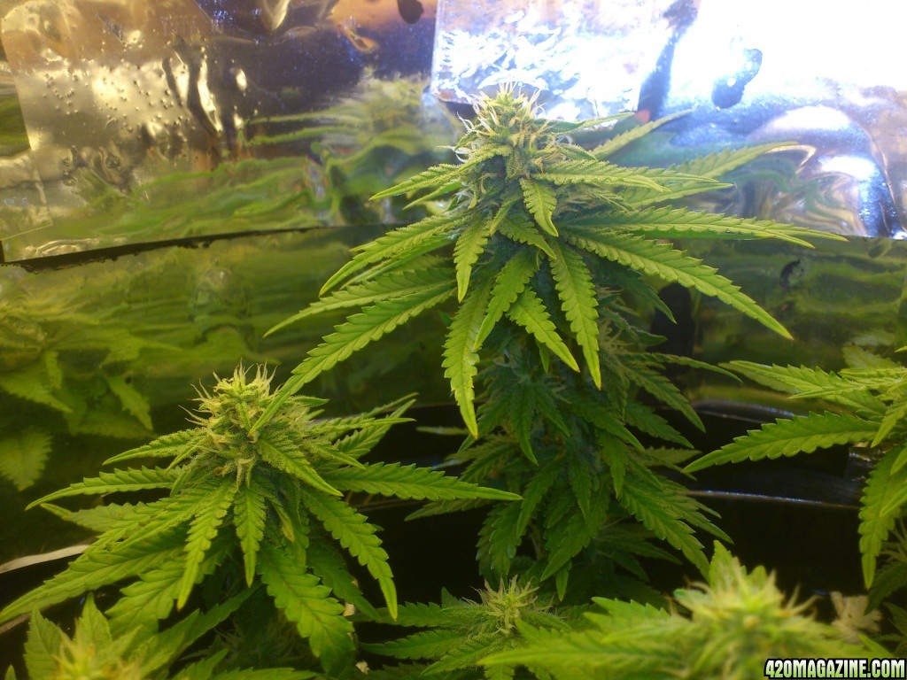 Sweet Cheese Bud - 27 Days Flowering