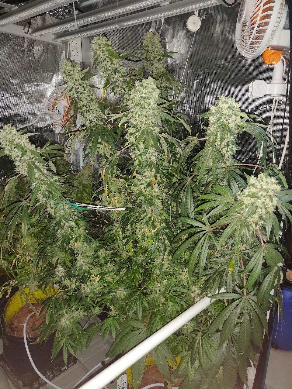 Sweet Cherry Pie - Day 114 - 13.jpg