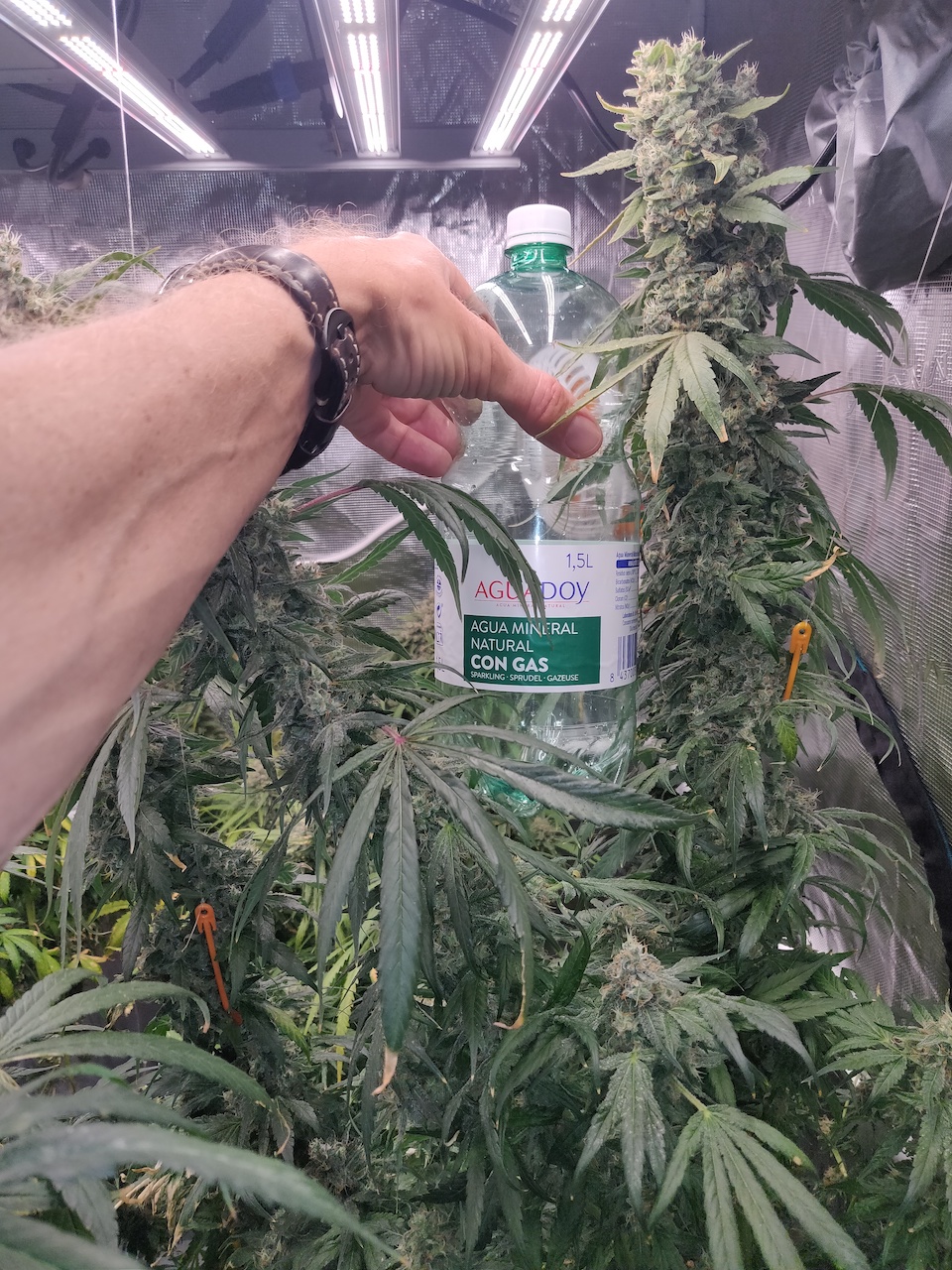 Sweet Cherry Pie - Day 114 - 8.jpg