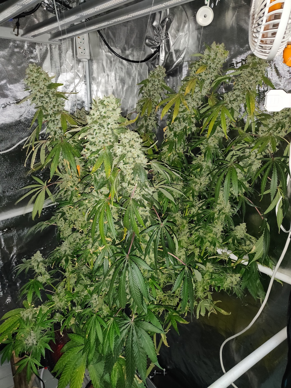 Sweet Cherry Pie - Day 119 - 11.jpg