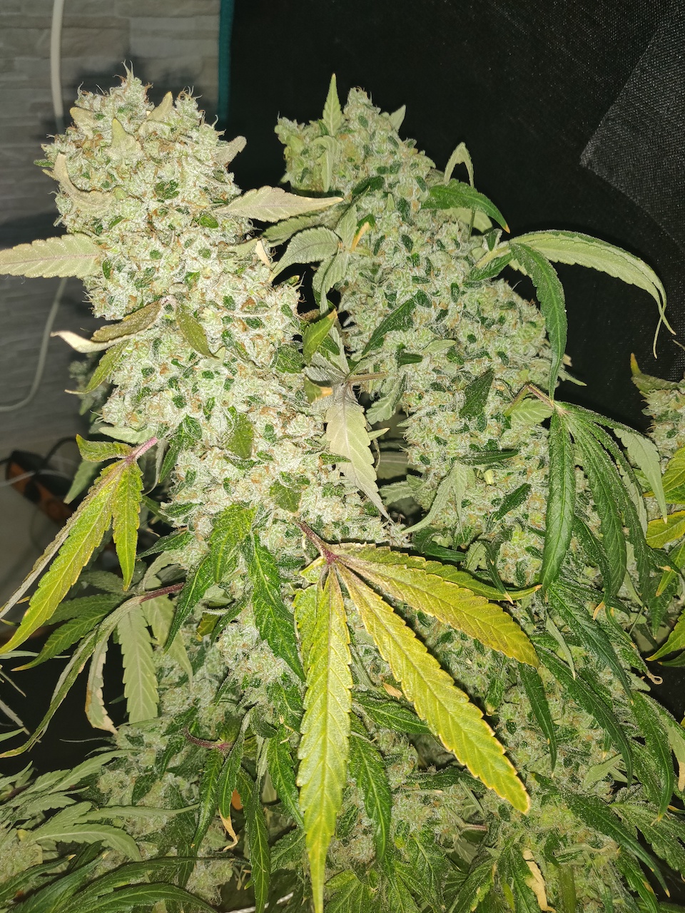 Sweet Cherry Pie - Day 121 - Harvest - 7.jpg