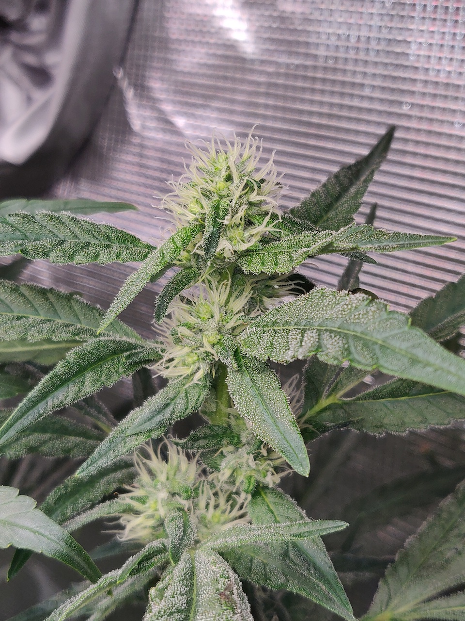 Sweet Cherry Pie - Day 77 - 1.jpg