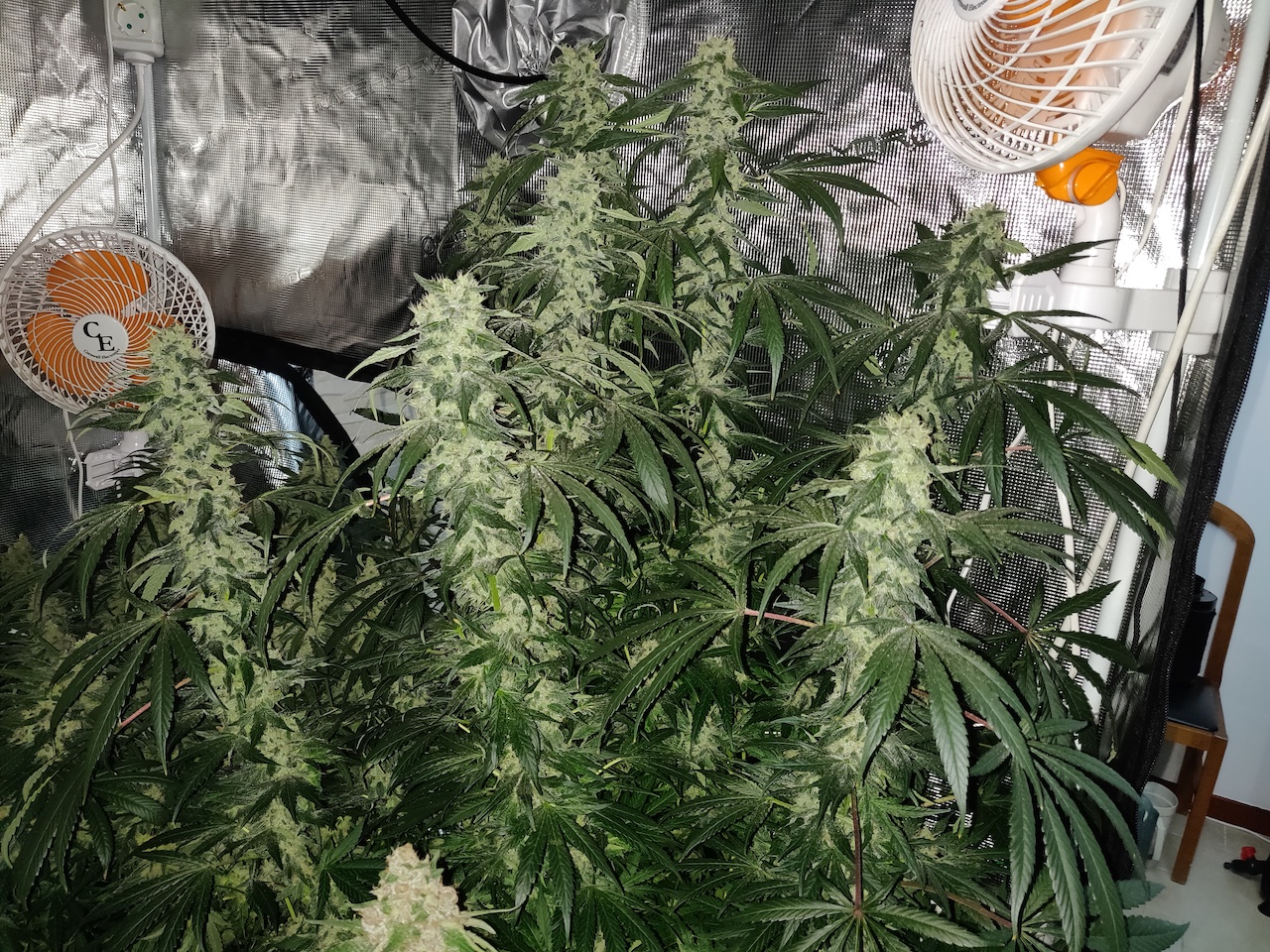 Sweet Cherry Pie - Day 94 - 6.jpg