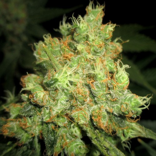 sweet-cinnamon-jack-flash-herer-cannapotseeds-weed.jpg