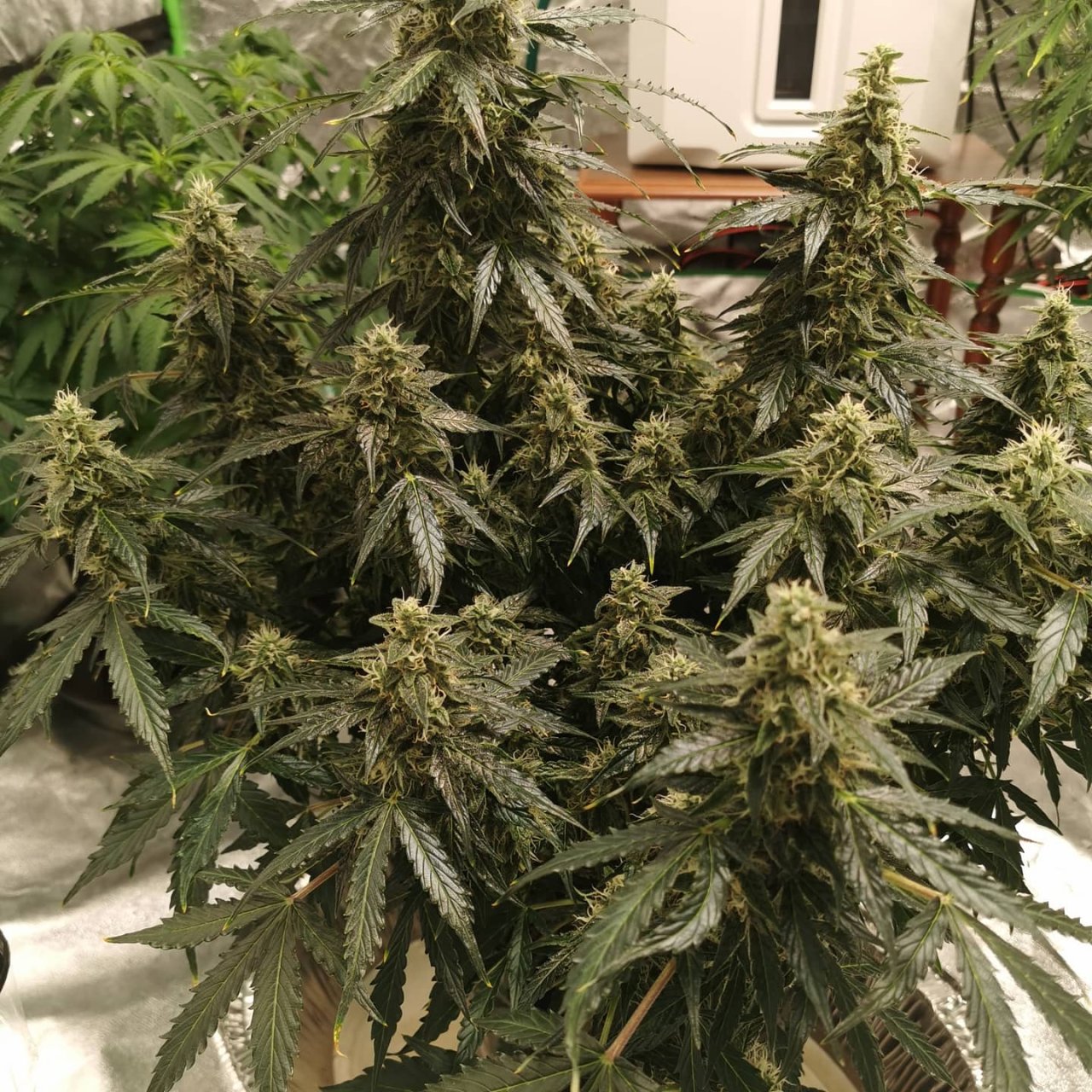 Sweet Cream Auto (Sweet Seeds)