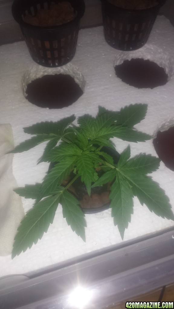 Sweet Seeds Black Cream Auto grow day 14