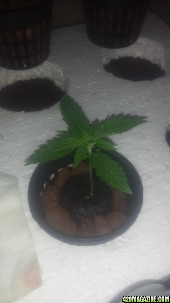 Sweet Seeds Black Cream Auto grow day 7