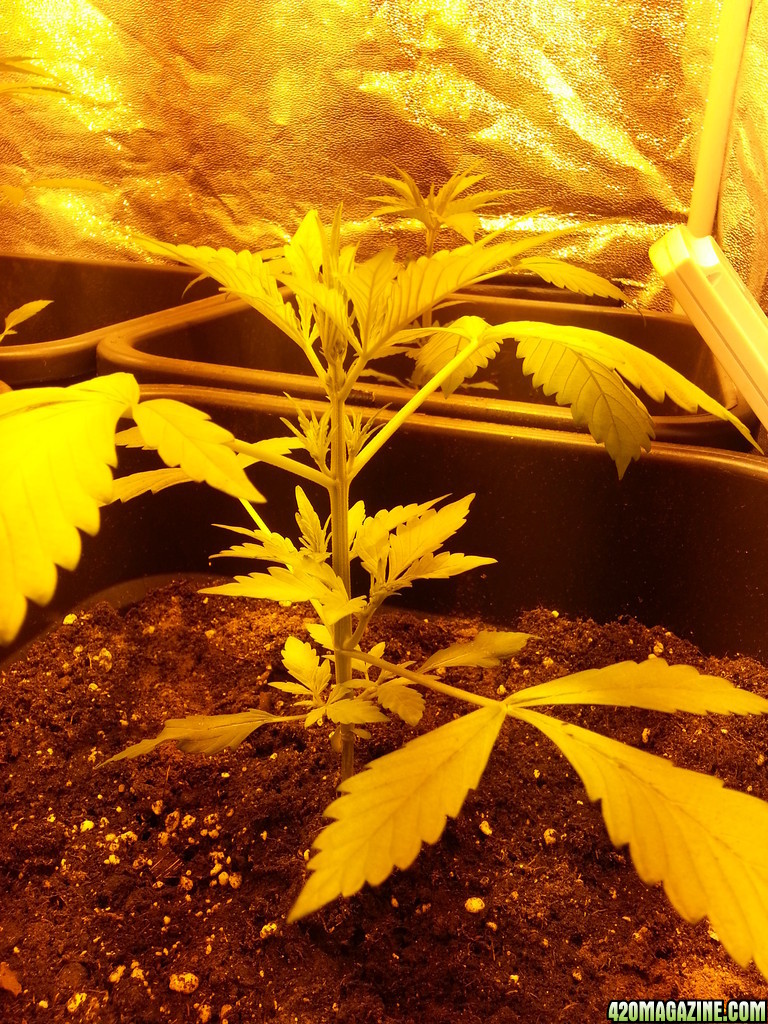 sweet seeds dark devil big devil xl first weeks of grow