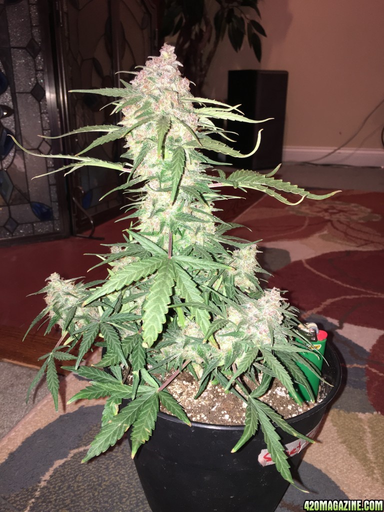 Sweet Tooth auto - day 74 - 1 day till harvest