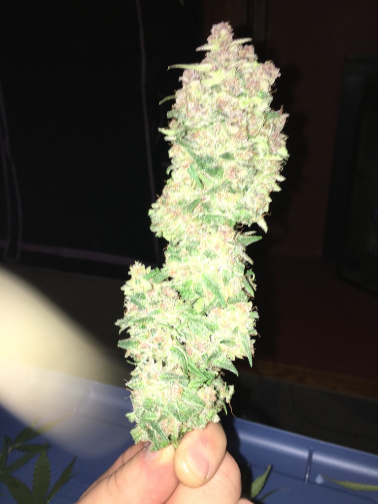 Sweet Tooth auto harvest