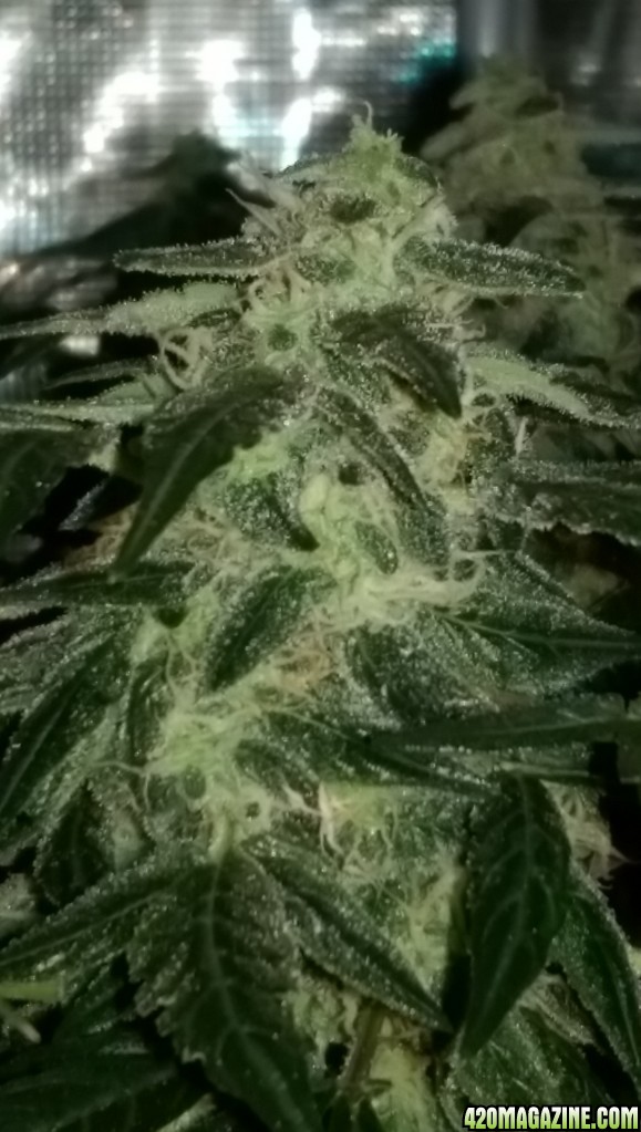 Sweet Tooth Bud Day 66 02-15-17