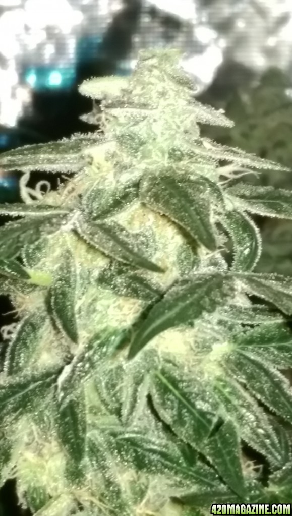 Sweet Tooth Bud Day 66 02-15-17