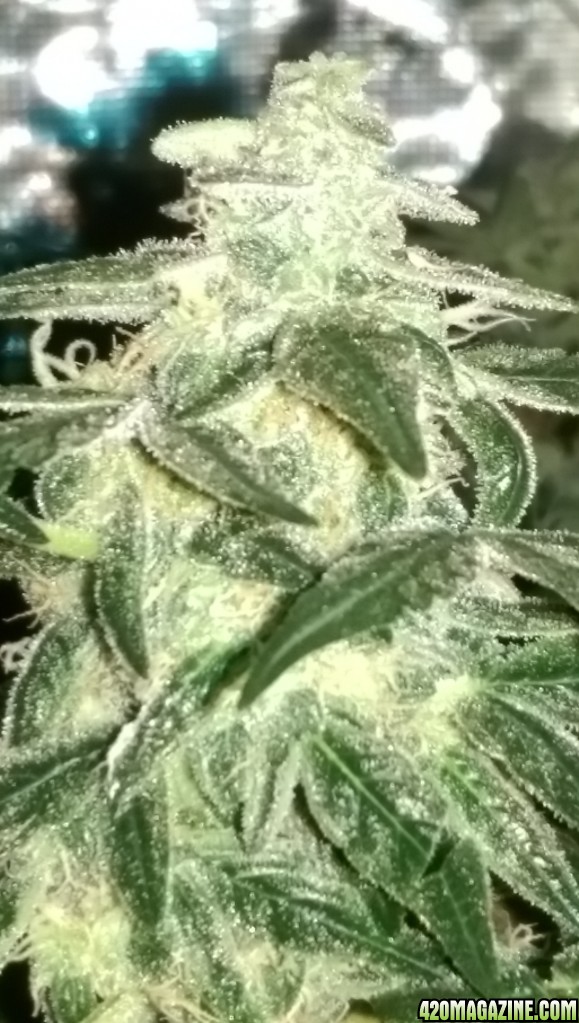 Sweet Tooth Bud Day 66 02-15-17