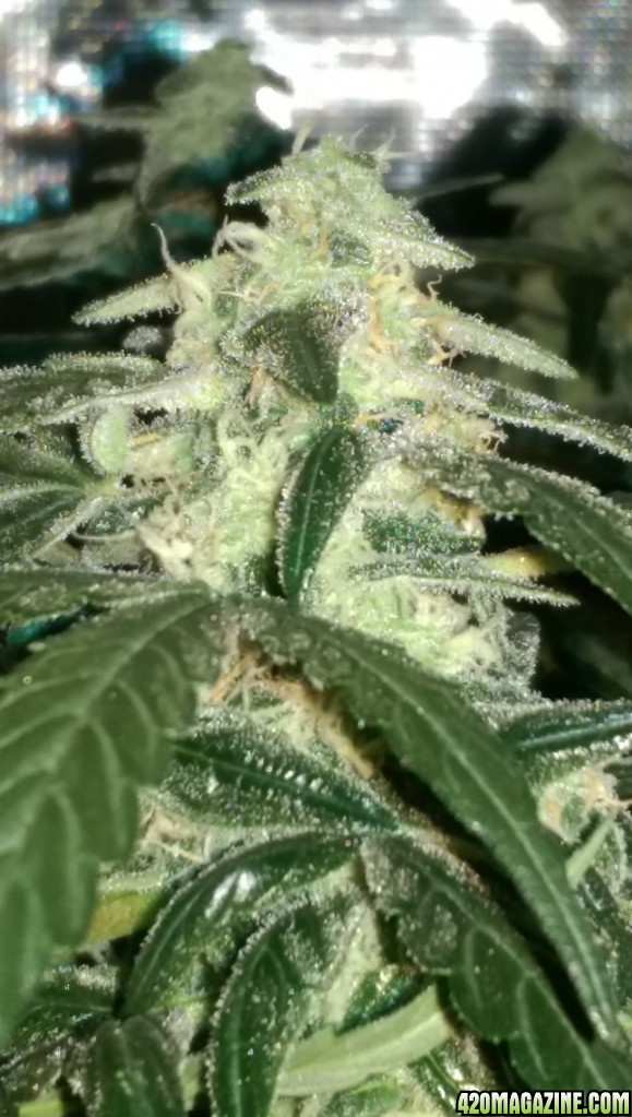 Sweet Tooth Bud Day 66 02-15-17