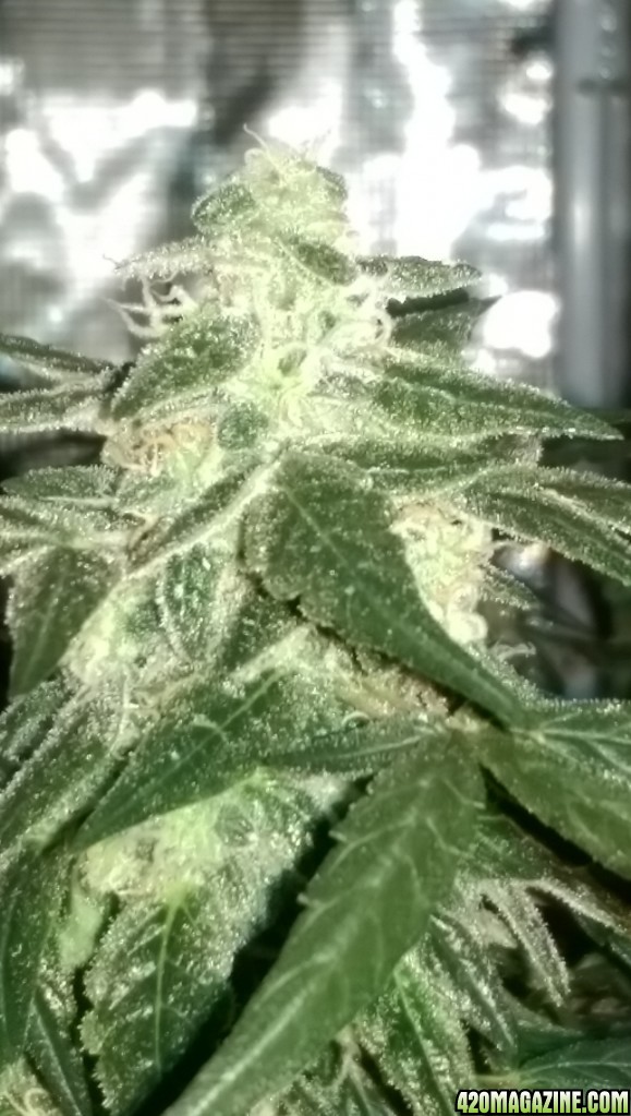 Sweet Tooth Bud Day 66 02-15-17